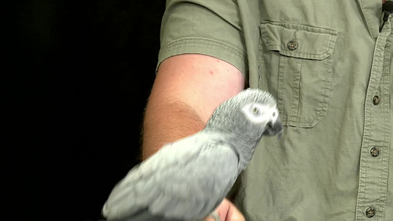 Craz-zy Critters with Joe Kenney #2; Parrot, Whip Scorpion, Dart Frog & Milk Snake