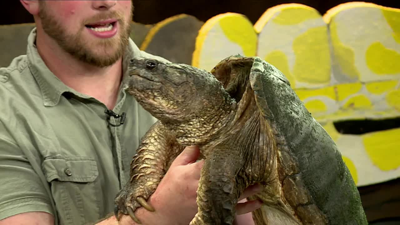 Craz-zy Critters with Joe Kenney #4; Snapping Turtles, Red eared slider